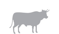 Sperm Quality Analyzer for Bulls