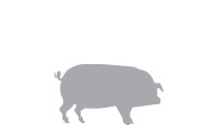 Sperm Quality Analyzer for Pigs